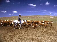 Riding with the herd