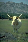 Longhorn