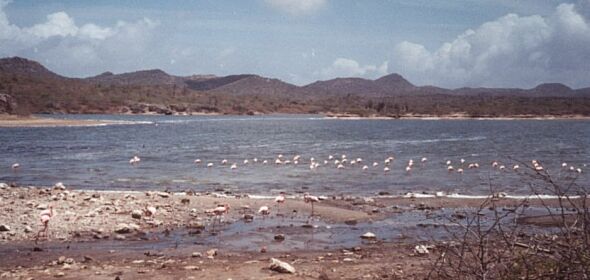 Flamingos in a salt flat of Bonaire