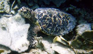 Hawksbill Turtle