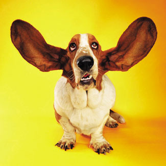 Dog Actively Listening